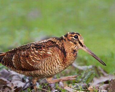 woodcock090111 Woodcock The Lhen, Isle of Man