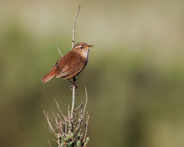 wren010424 Wren Gibraltor Point, Lincolnshire