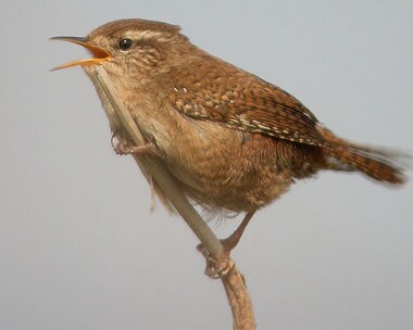 wren1 Wren Langness, Isle of Man
