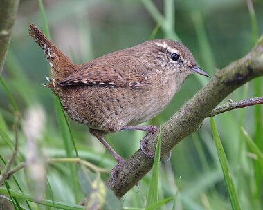 wren10 Wren Derbyhaven, Isle of Man