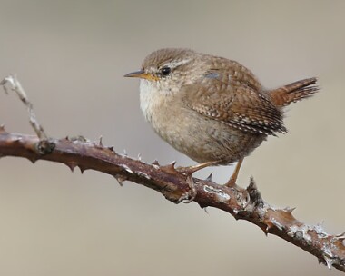 wren11 Wren Langness, Isle of Man