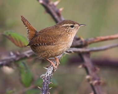 wren13 Wren Langness, Isle of Man