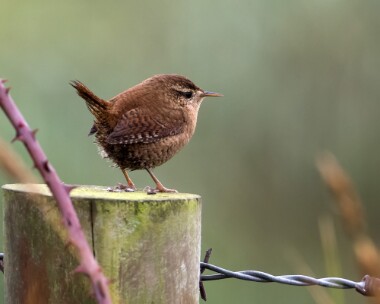wren191017 Wren Kilnsea, Yorkshire