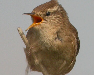 wren2 Wren Langness, Isle of Man