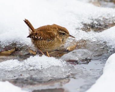 wren240313 Wren Carlingwalk Loch, Scotland
