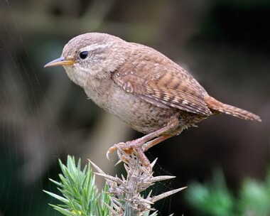 wren7 Wren Langness, Isle of Man