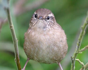 wren8 Wren Derbyhaven, Isle of Man