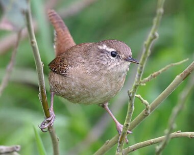 wren9 Wren Derbyhaven, Isle of Man