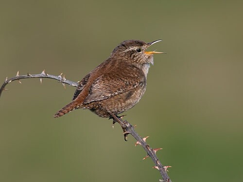 Wren