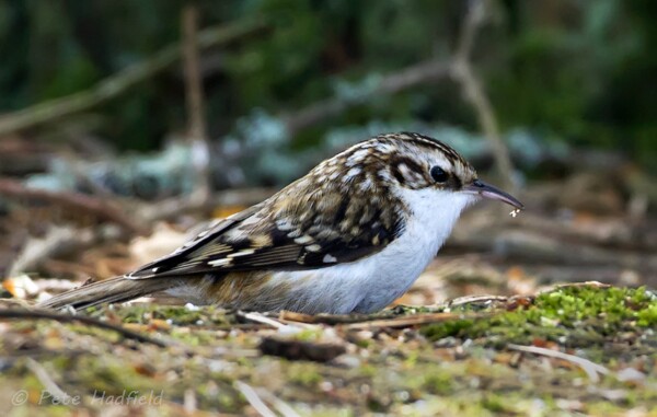 treecreeper