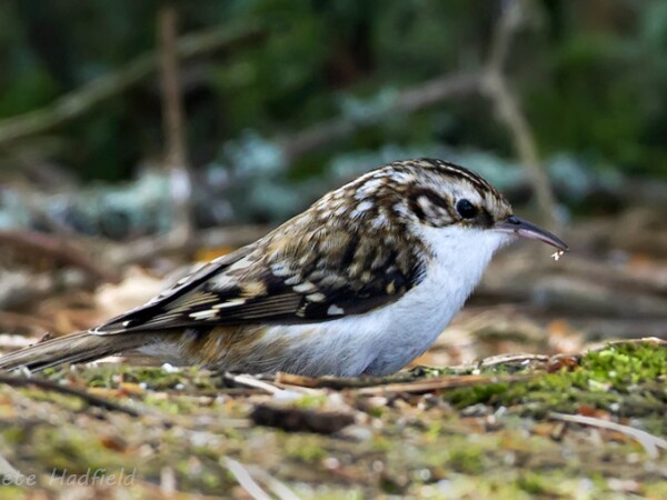 treecreeper