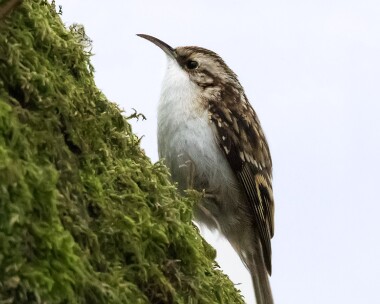 treecreeper070315 Treecreeper Carlingwalk loch, Scotland