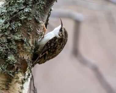 treecreeper140318 Treecreeper Grantown Woods, Scotland