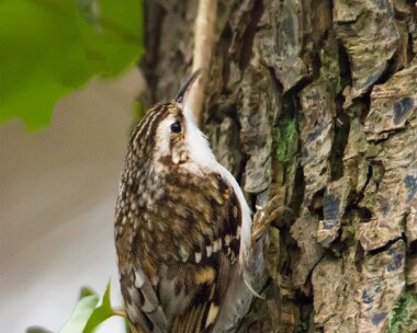 treecreeper190110 Treecreeper Port Grenaugh, Isle of Man