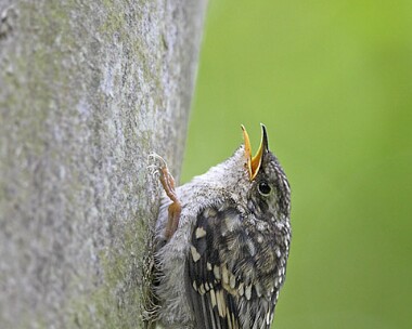 treecreeper200507 Treecreeper Ballasalla, Isle of Man