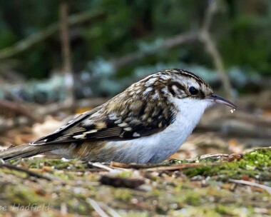 treecreeper250313 Treecreeper Boat of Garten, Scotland