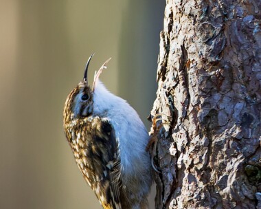 treecreeper290313 Treecreeper Boat of Garten, Scotland