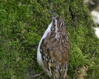 treecreeper3 Treecreeper Port Grenaugh, Isle of Man