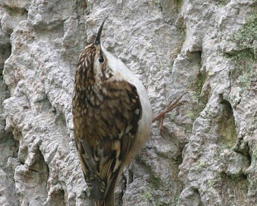 treecreeper5 Treecreeper Port Grenaugh, Isle of Man