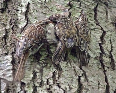 treecreeper6 Treecreeper Ballasalla, Isle of Man