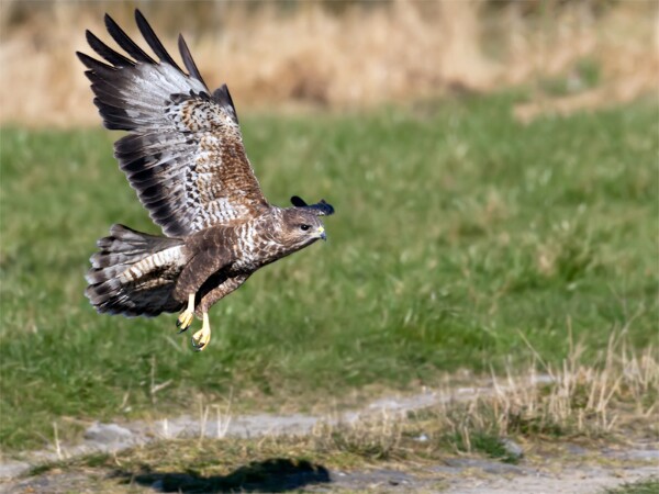 Buzzard