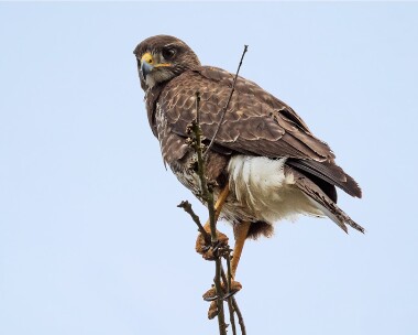buzzard040515 Common Buzzard Alderfen Broad, Norfolk