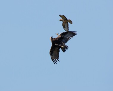 goldeneagle020718b Golden Eagle (and Buzzard) Mull, Scotland