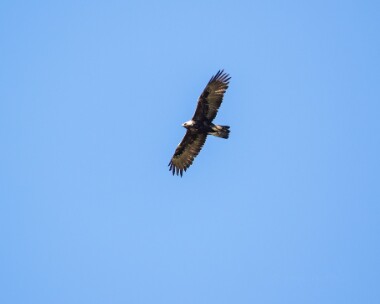 goldeneagle020718c Golden Eagle (and Buzzard) Mull, Scotland