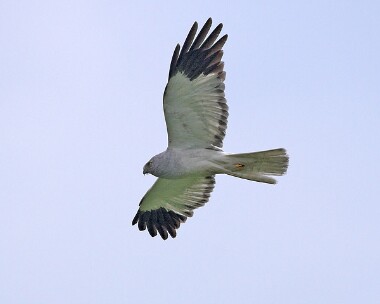 henharrier17 Hen Harrier Isle of Man