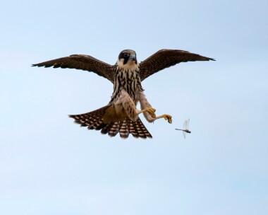 hobby031022 Hobby Hickling, Norfolk
