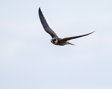 hobby031022b Hobby Hickling, Norfolk