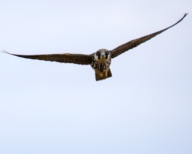 hobby031022c Hobby Hickling, Norfolk