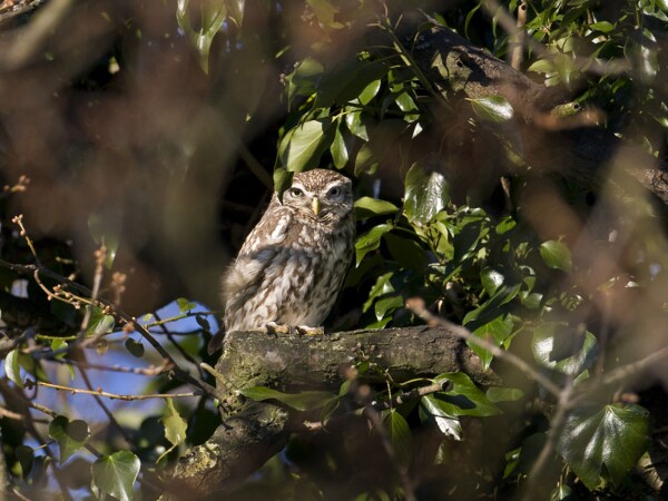 Little Owl