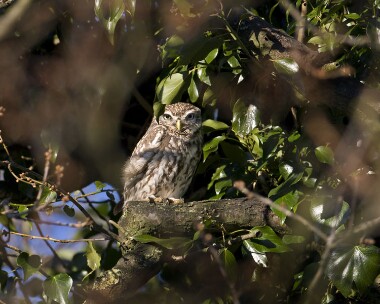 littleowl190208 Little Owl Private farm, Cheshire
