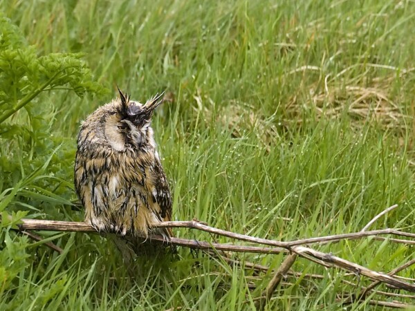 Long-eared Owl