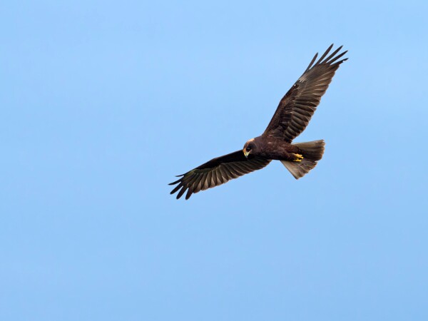 Marsh Harrier