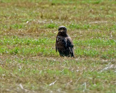 marshharrier050721 Marsh Harrier Salthouse, Norfolk