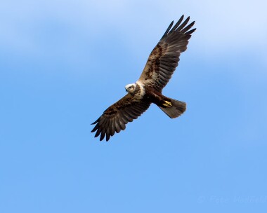 marshharrier060515 Marsh Harrier Cley, Norfolk
