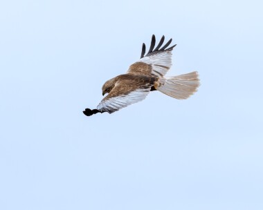 marshharrier090425b Marsh Harrier Cley, Norfolk