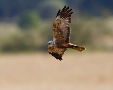 marshharrier190519 Marsh Harrier Minsmere, Suffolk