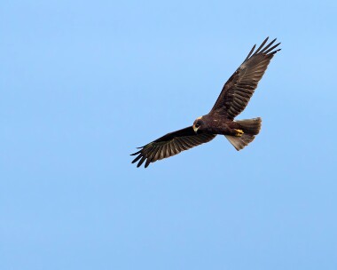 marshharrier190910 Marsh Harrier Cley, Norfolk
