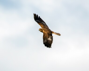 marshharrier261018 Marsh Harrier Ham Wall, Somerset