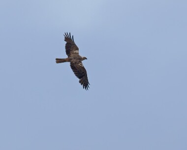 marshharrier280509b Marsh Harrier Leighton Moss, Lancashire