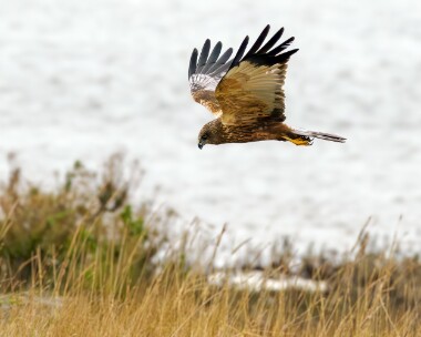 marshharrier310324bs Marsh Harrier Cley, Norfolk