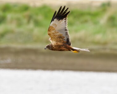 marshharrier310324s Marsh Harrier Cley, Norfolk