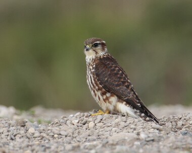 merlin150907 Merlin Point of Ayre, Isle of Man