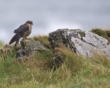 merlin250109 Merlin Fort Island, Isle of Man