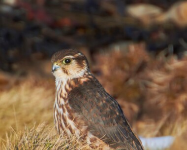 merlin251210 Merlin Langness, Isle of Man