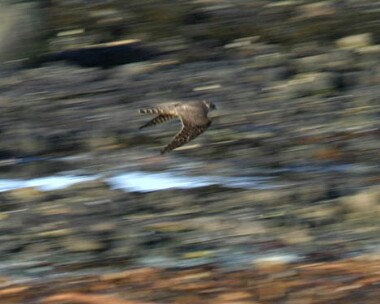 merlin4 Merlin Langness, Isle of Man