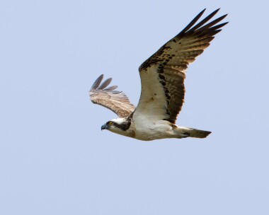 osprey210511 Osprey A85 somewhere, Scotland